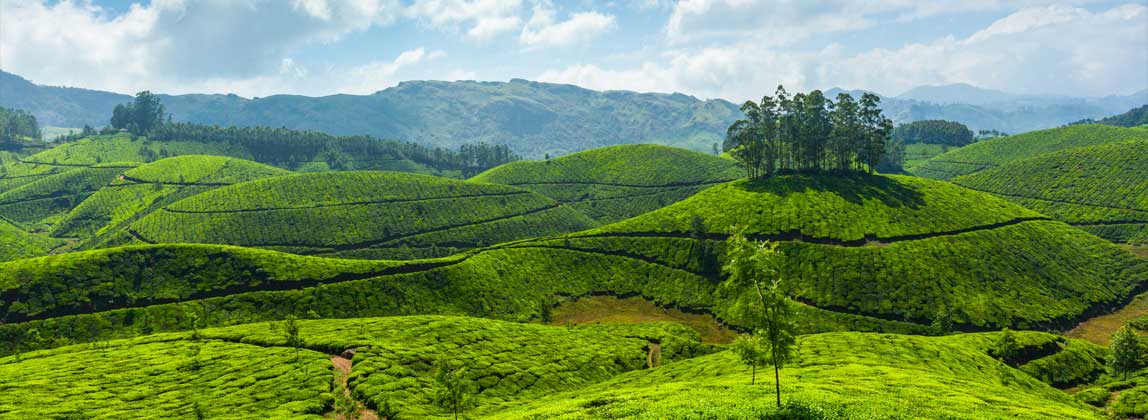 Information about Munnar